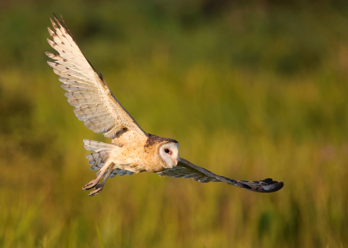 Australasian Grass-Owl - ML621803754