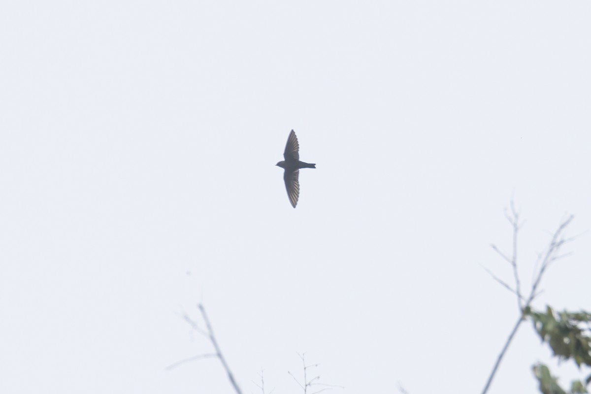 Dusky Crag-Martin - ML621803835