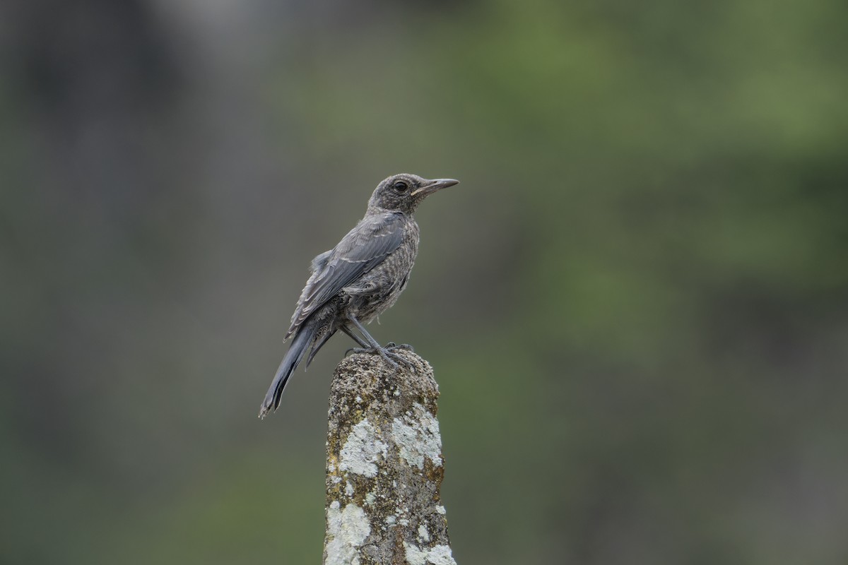 Blue Rock-Thrush (madoci) - ML621803836