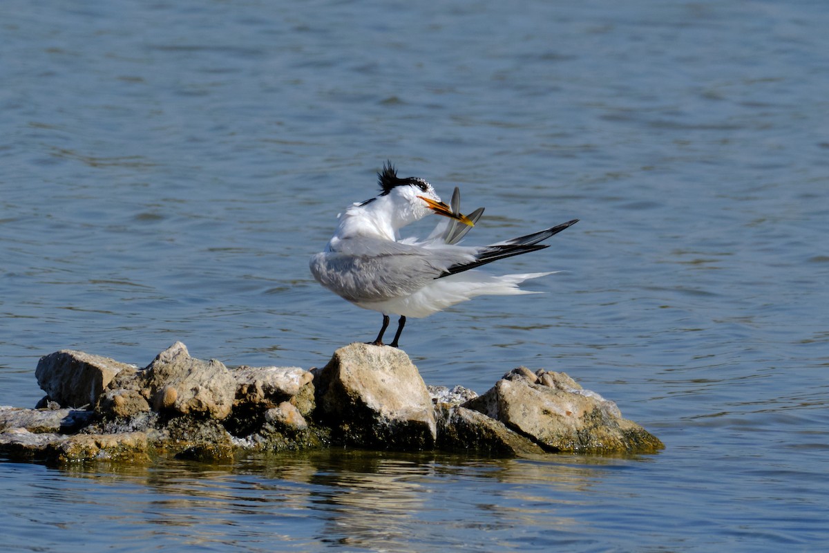 Sandwich x Elegant Tern (hybrid) - Anonymous