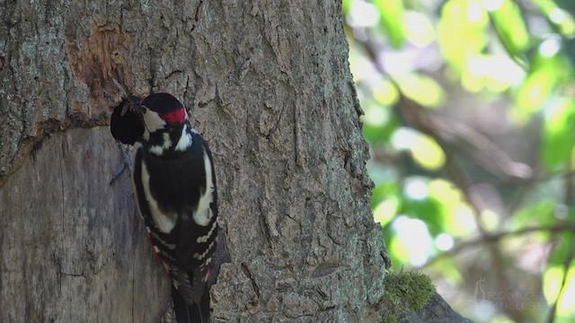 Great Spotted Woodpecker - ML621803909