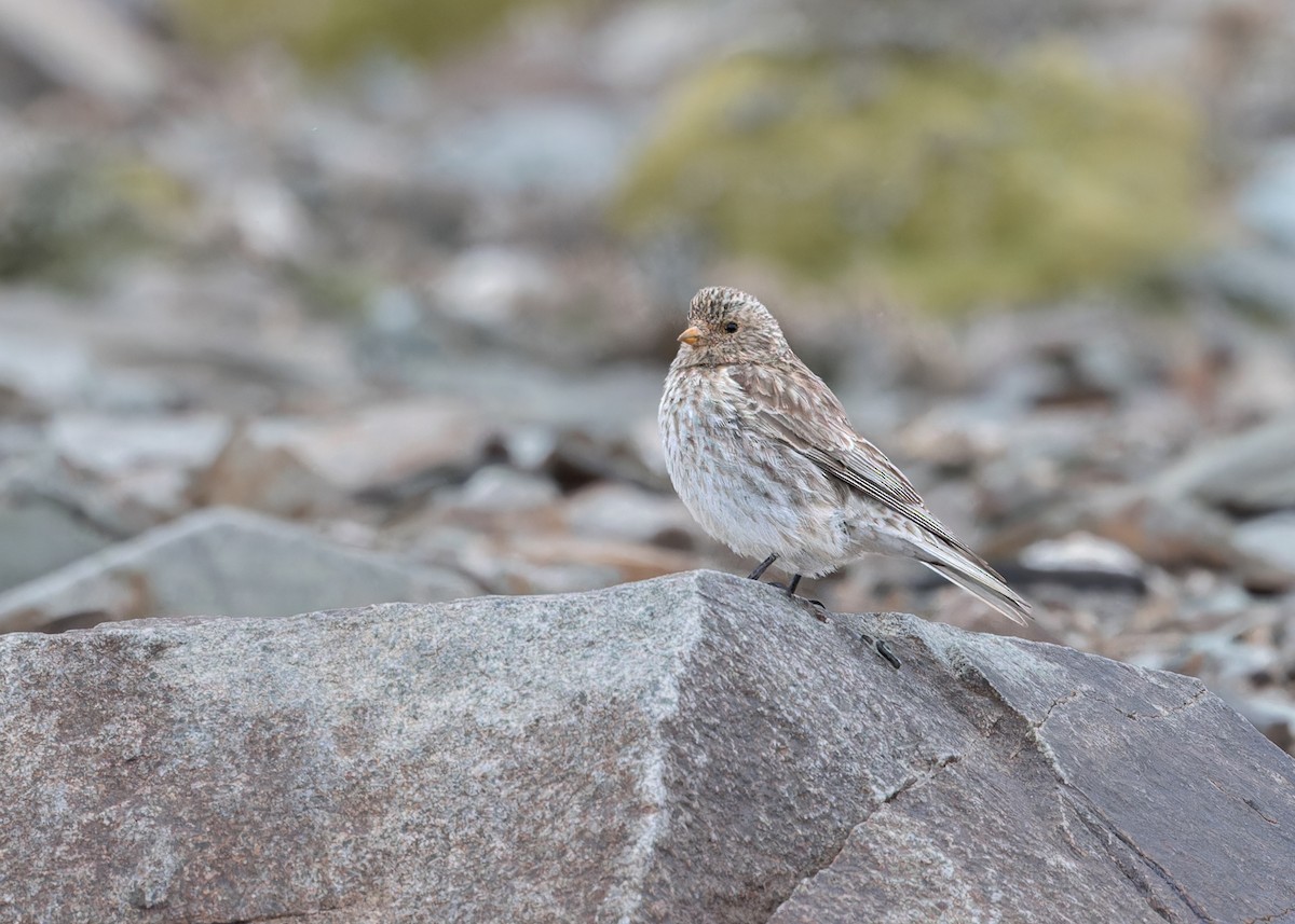 Sillem's Rosefinch - ML621803942