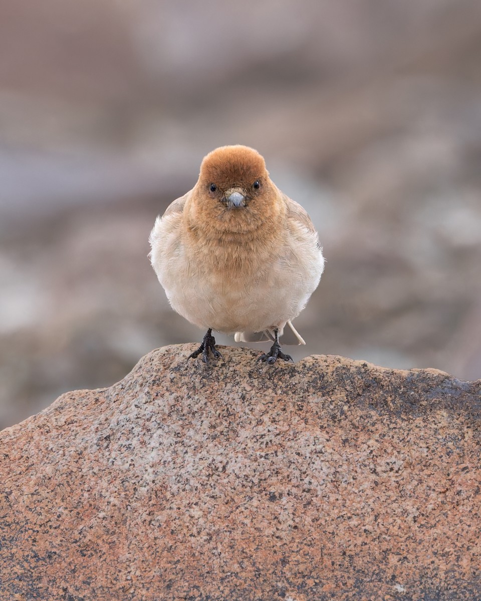 Sillem's Rosefinch - ML621803943