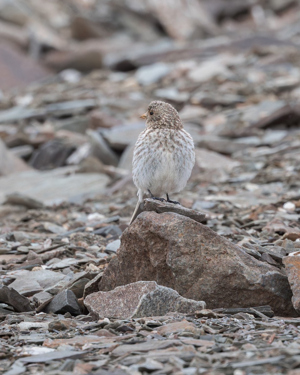 Sillem's Rosefinch - ML621803944