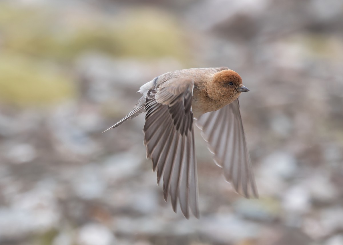 Sillem's Rosefinch - ML621803945