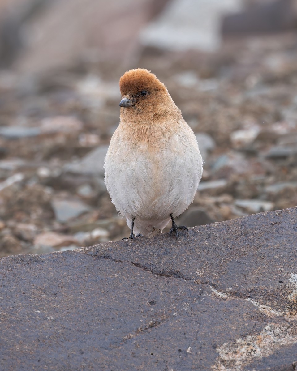 Sillem's Rosefinch - ML621803946