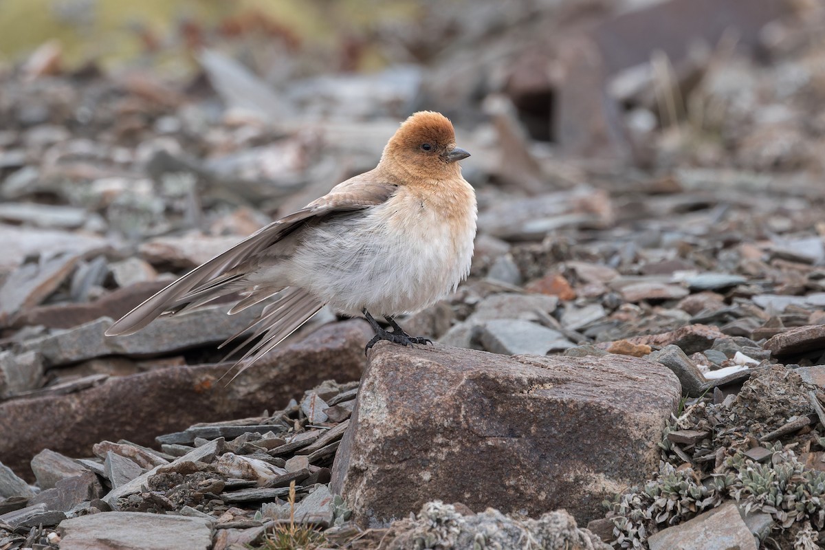 Sillem's Rosefinch - ML621803947