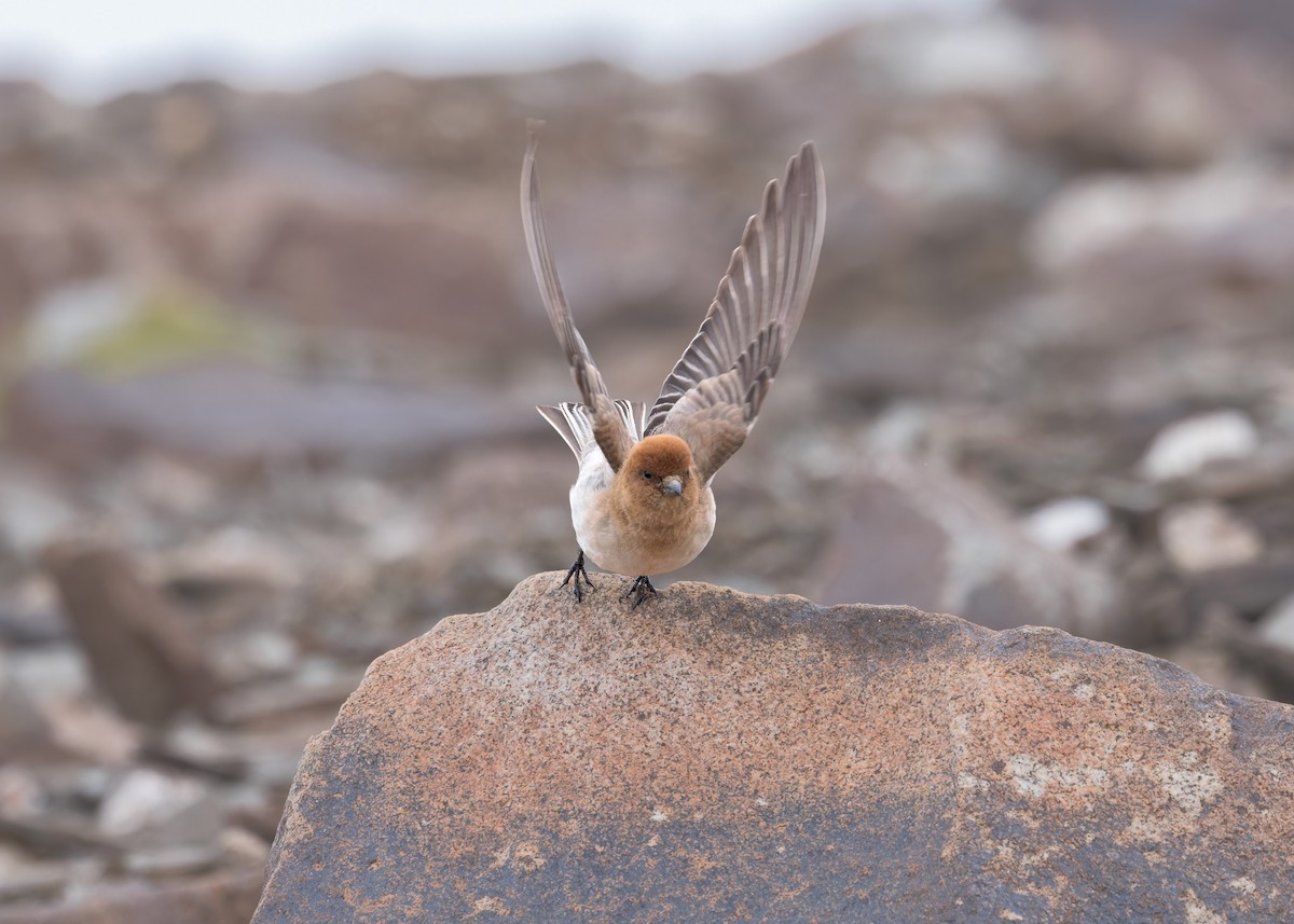 Sillem's Rosefinch - ML621803948