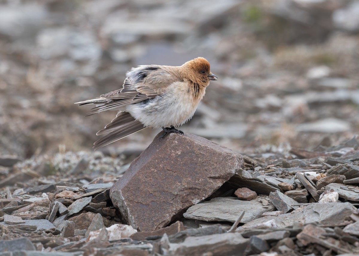 Sillem's Rosefinch - ML621803949