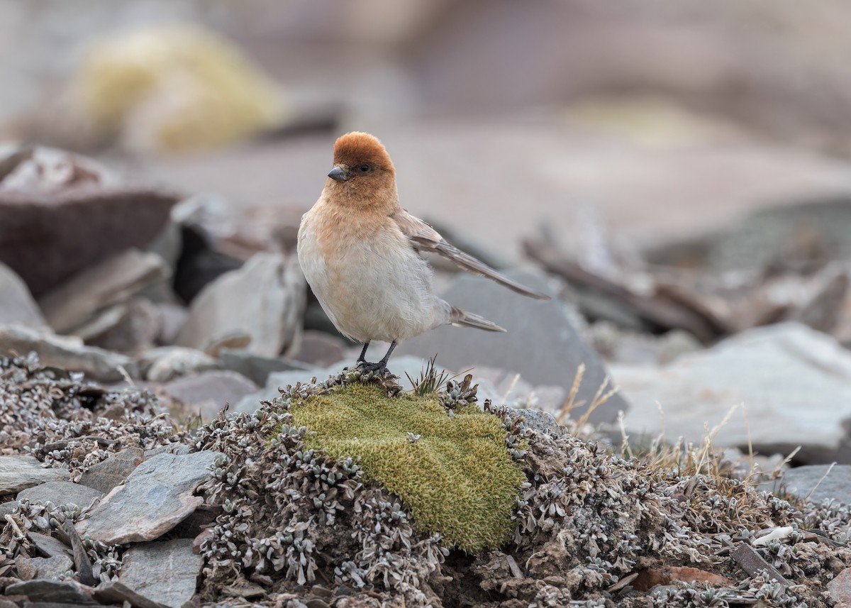 Sillem's Rosefinch - ML621803950