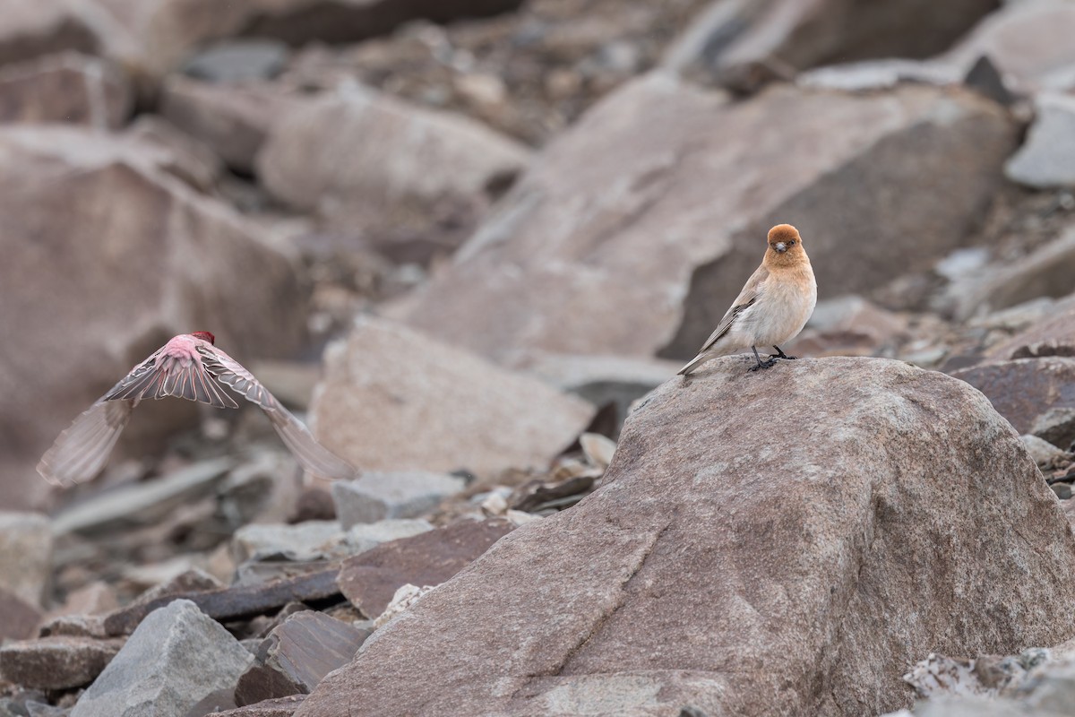 Sillem's Rosefinch - ML621803954