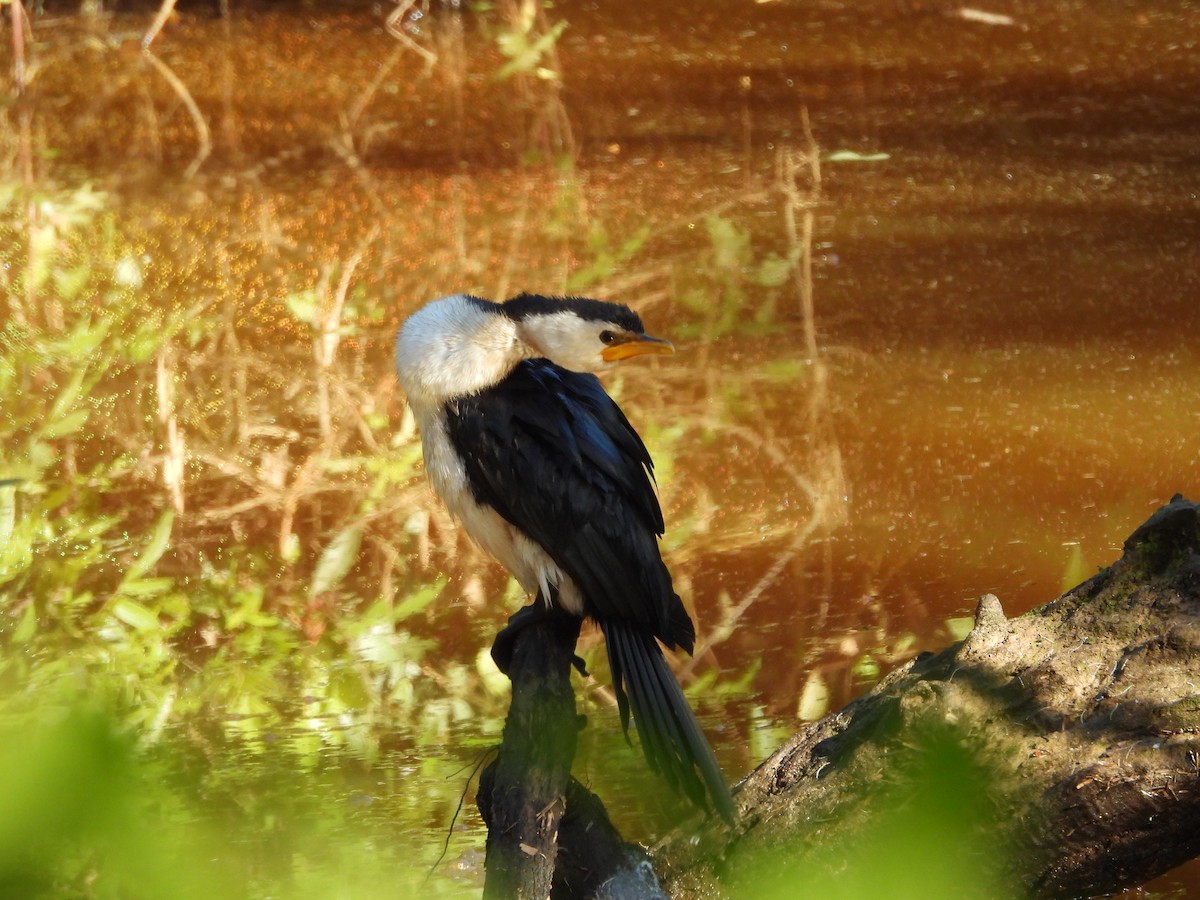 Little Pied Cormorant - ML621803956