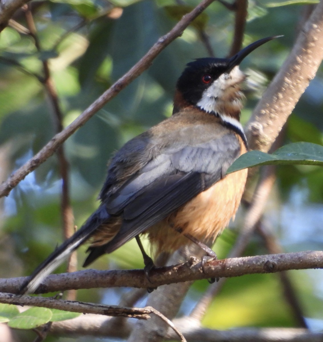 Eastern Spinebill - ML621803963