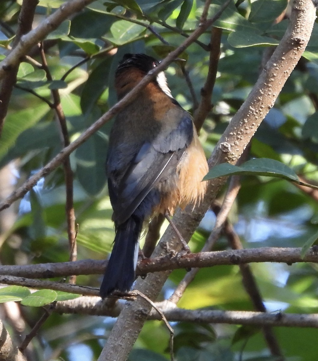 Eastern Spinebill - ML621803965