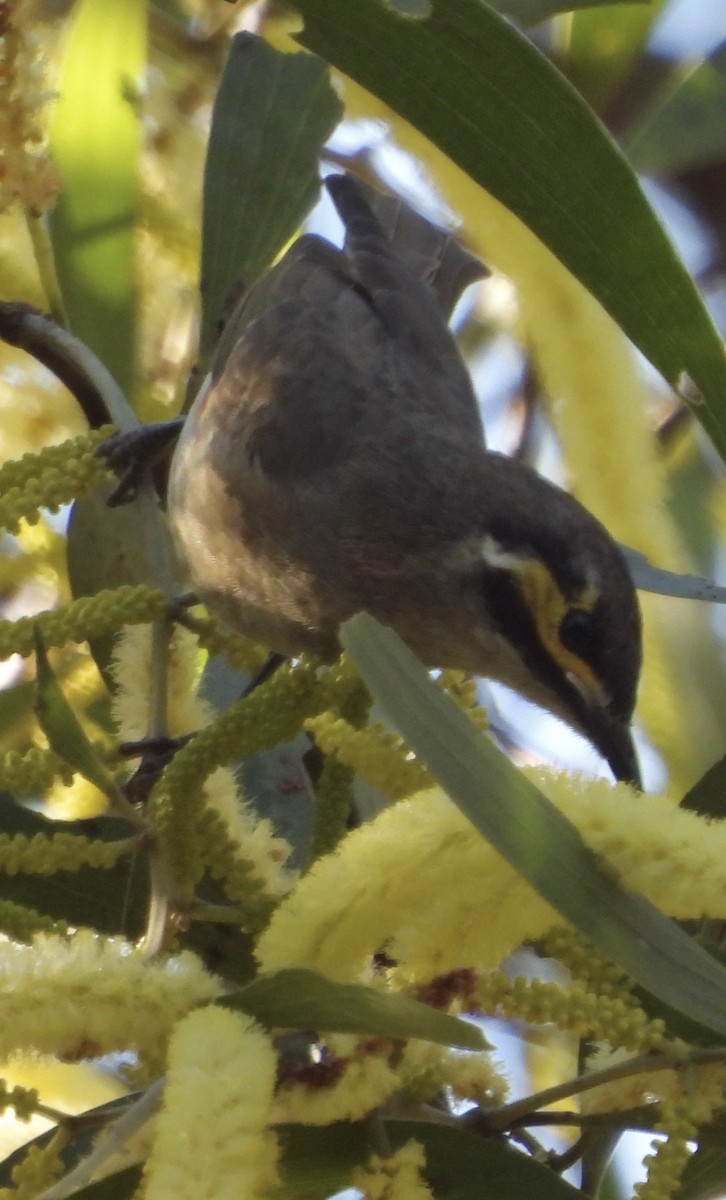 Yellow-faced Honeyeater - ML621803971