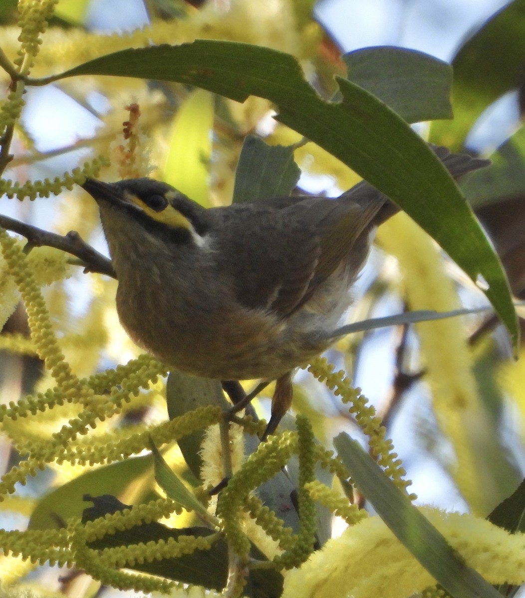 Yellow-faced Honeyeater - ML621803973