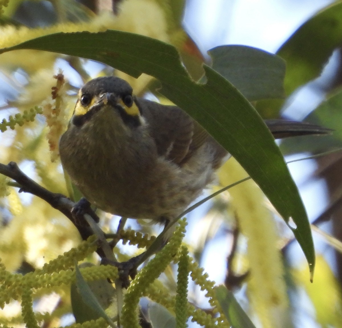 Yellow-faced Honeyeater - ML621803974