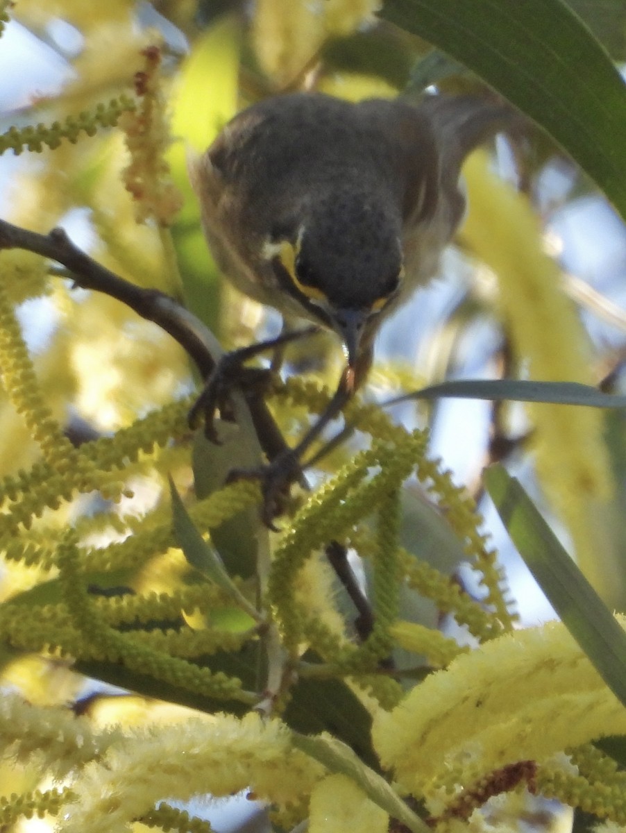 Yellow-faced Honeyeater - ML621803975