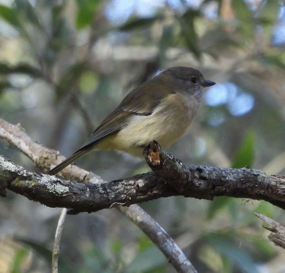 Golden Whistler - ML621803976