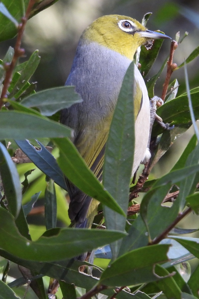 Silvereye - ML621803978