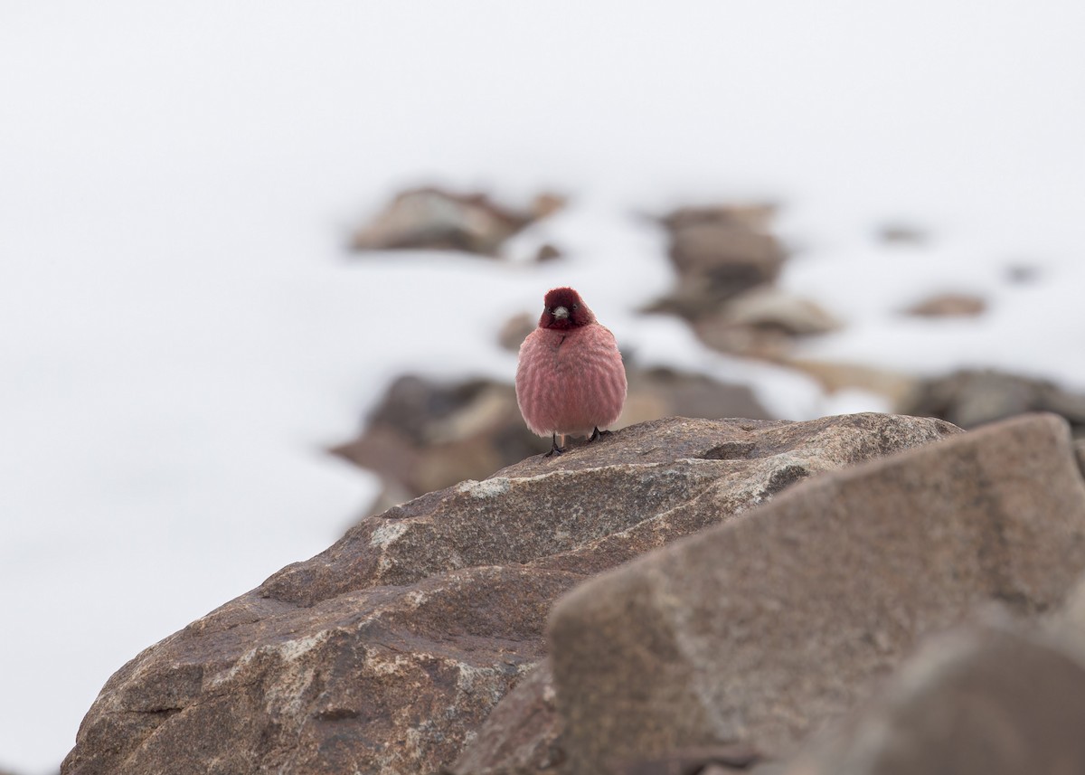 Tibetan Rosefinch - ML621803988