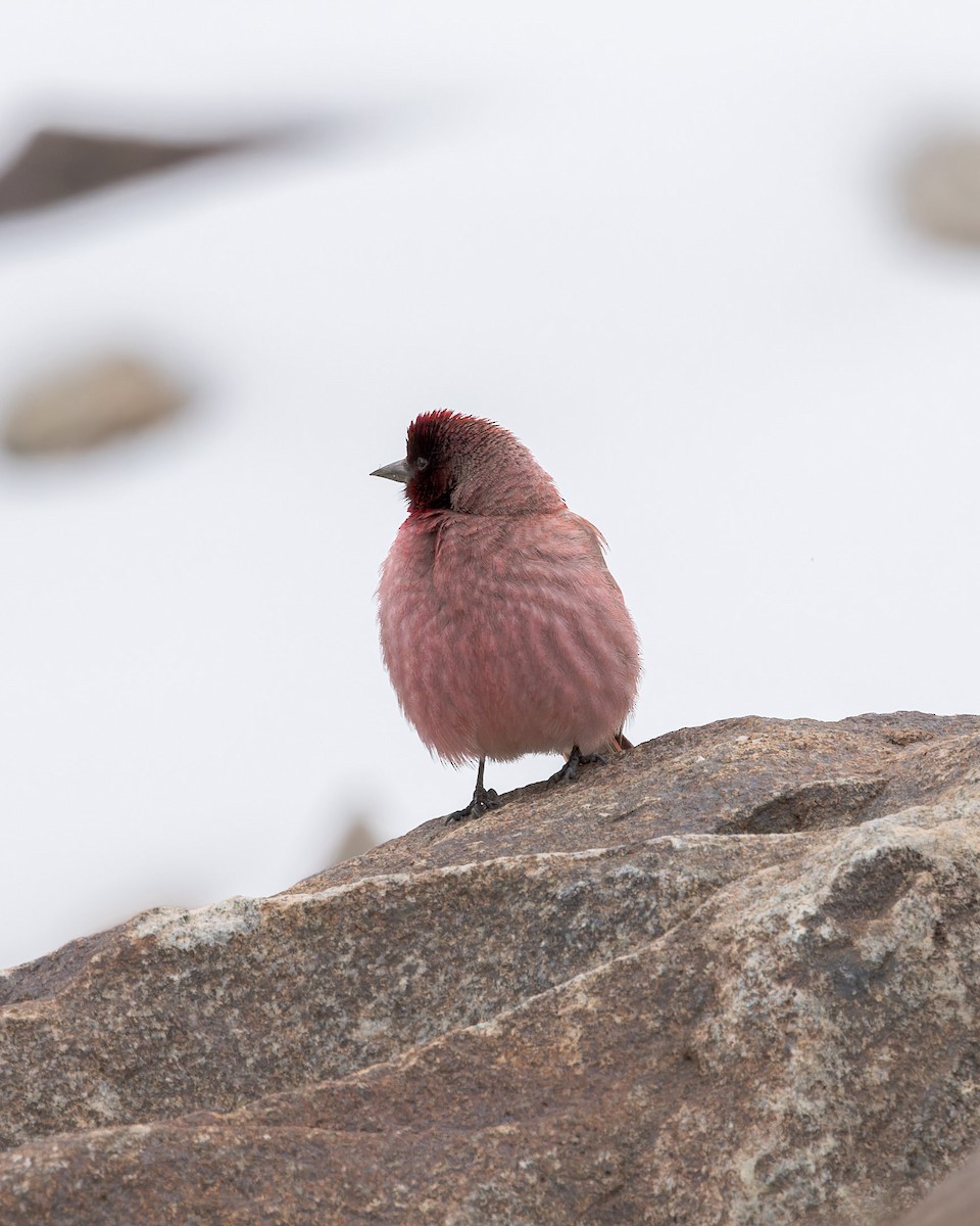 Tibetan Rosefinch - ML621803989