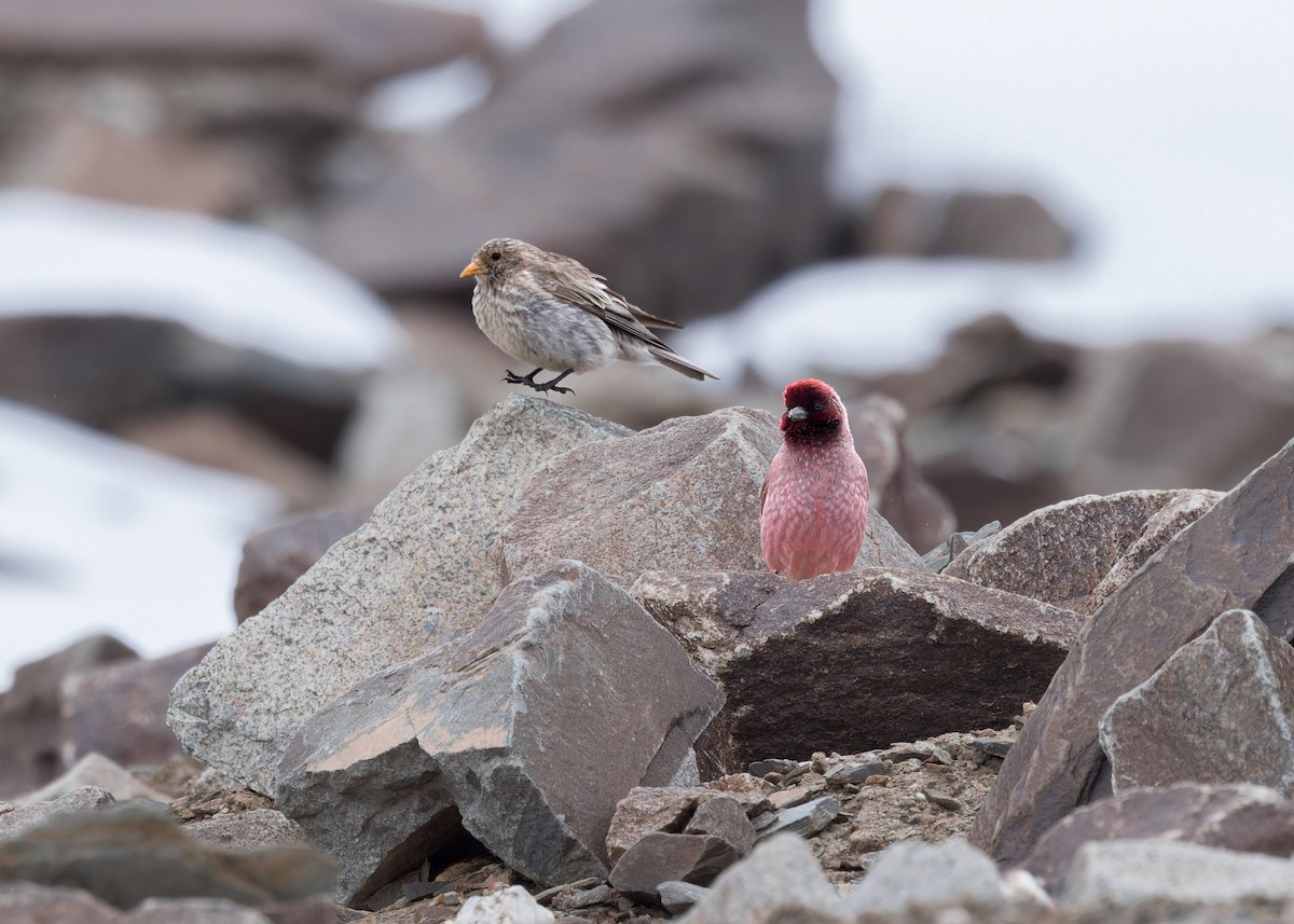 Tibetan Rosefinch - ML621803993