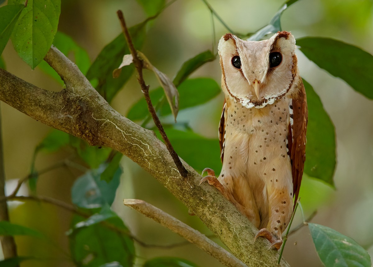 Oriental Bay-Owl - ML621804115