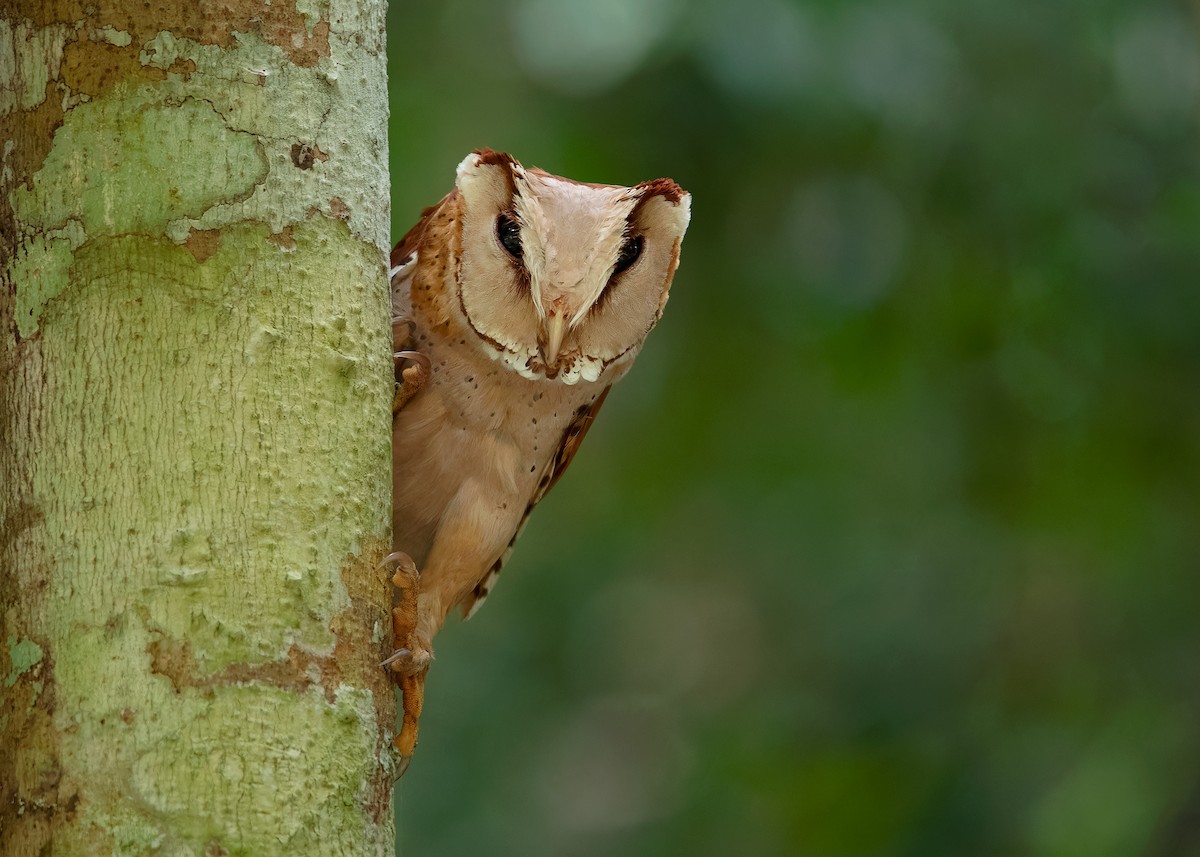 Oriental Bay-Owl - ML621804119