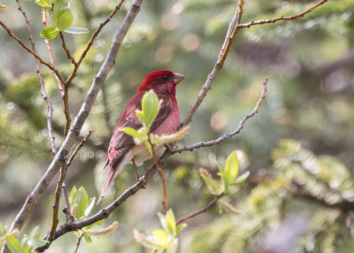 Common Rosefinch - ML621804123