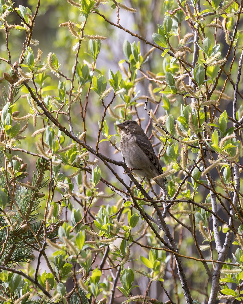 Common Rosefinch - ML621804124