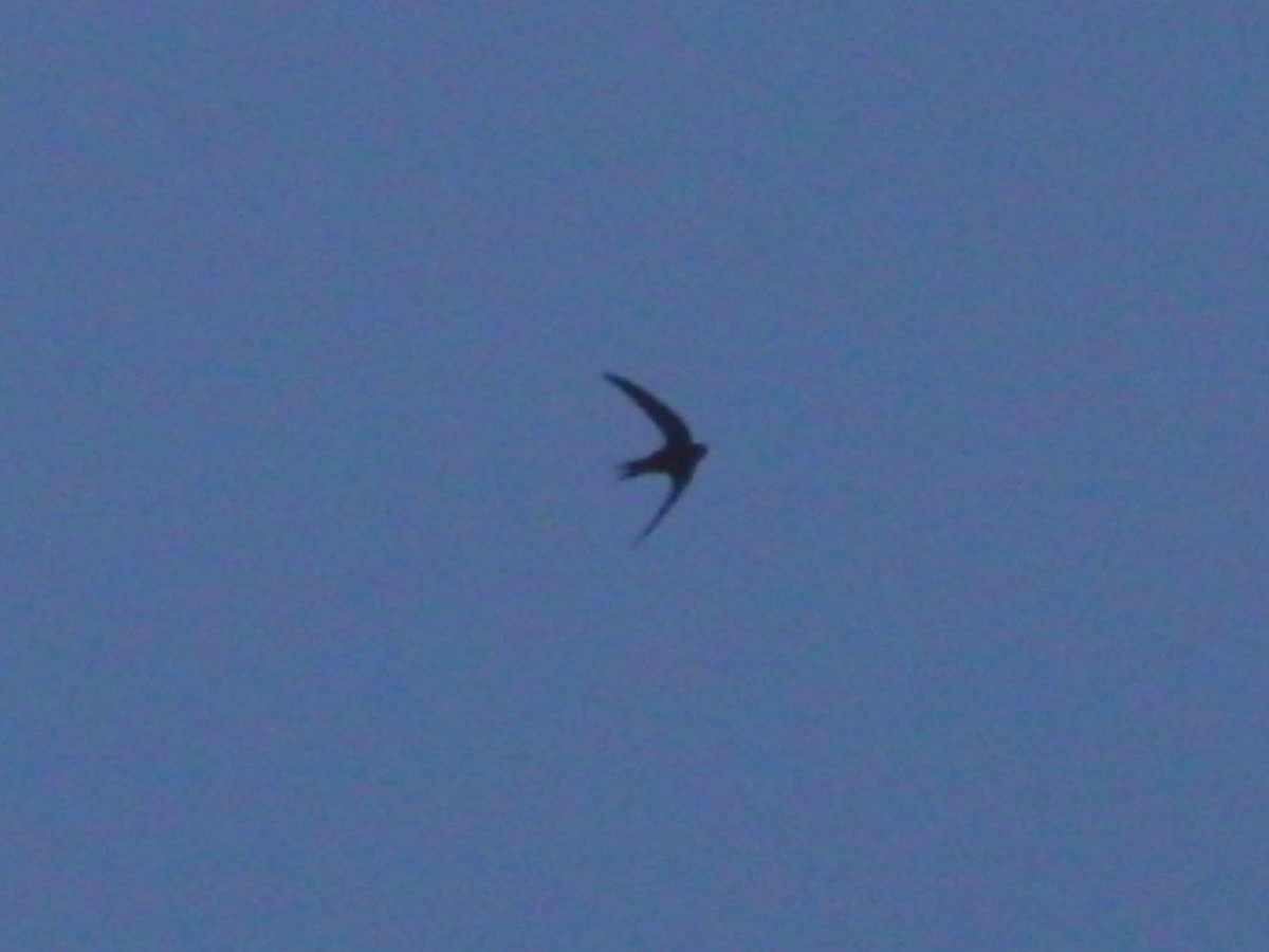 Common Swift - ML621804139