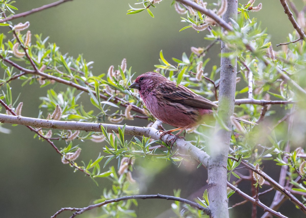 Himalayan Beautiful Rosefinch - ML621804148