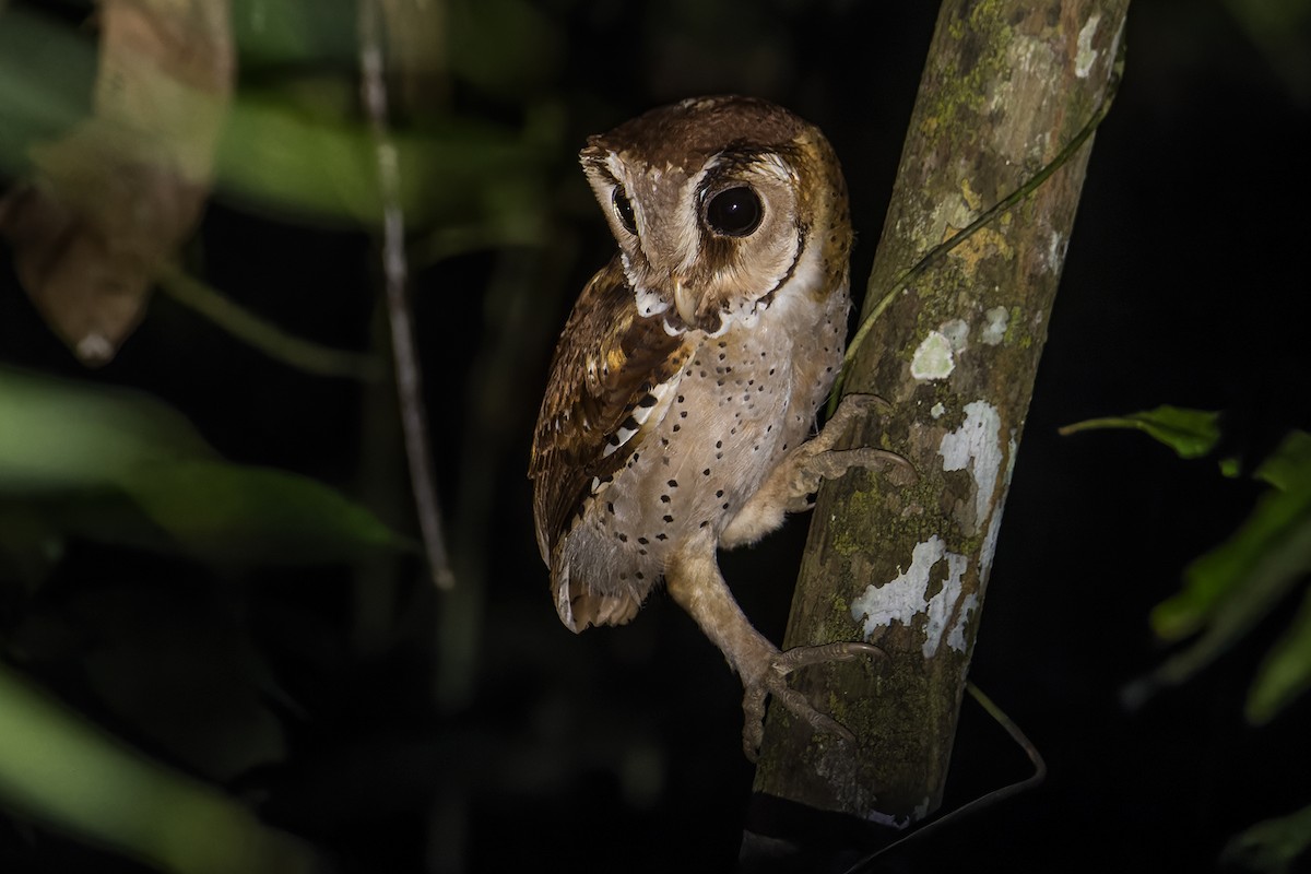 Oriental Bay-Owl - ML621804198