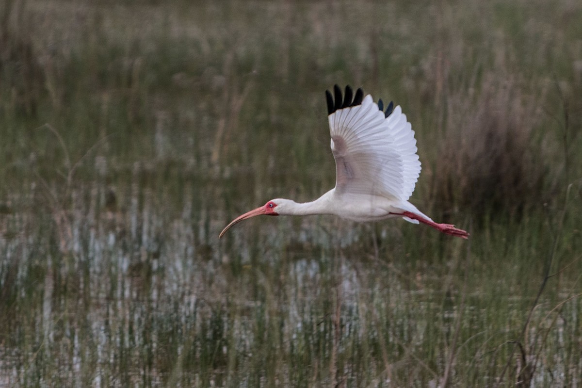 White Ibis - ML621804242