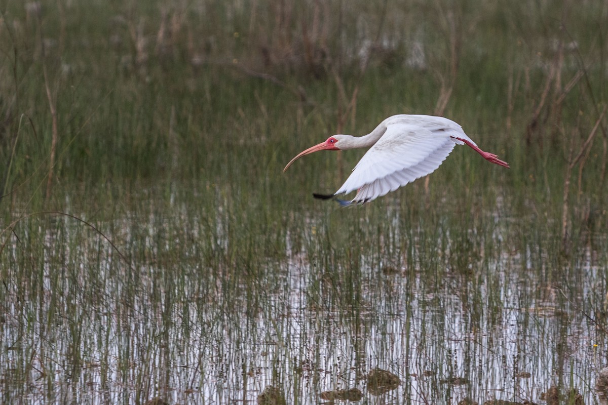 White Ibis - ML621804243