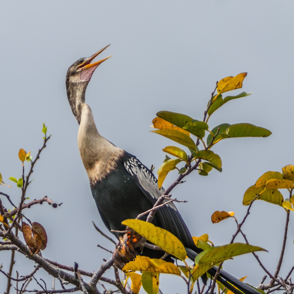 Anhinga - ML621804244