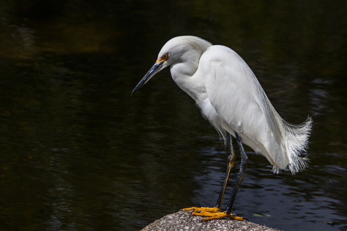 Snowy Egret - ML621804245