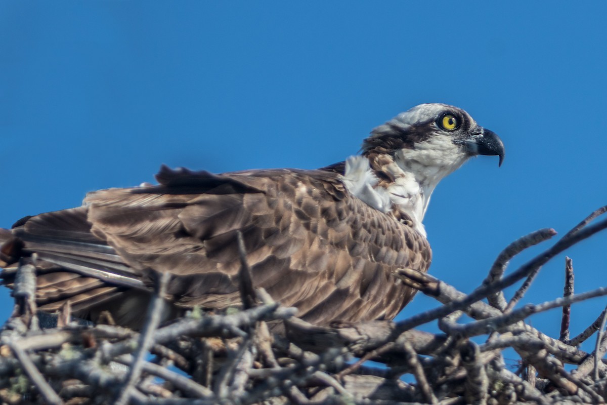 Osprey - ML621804252