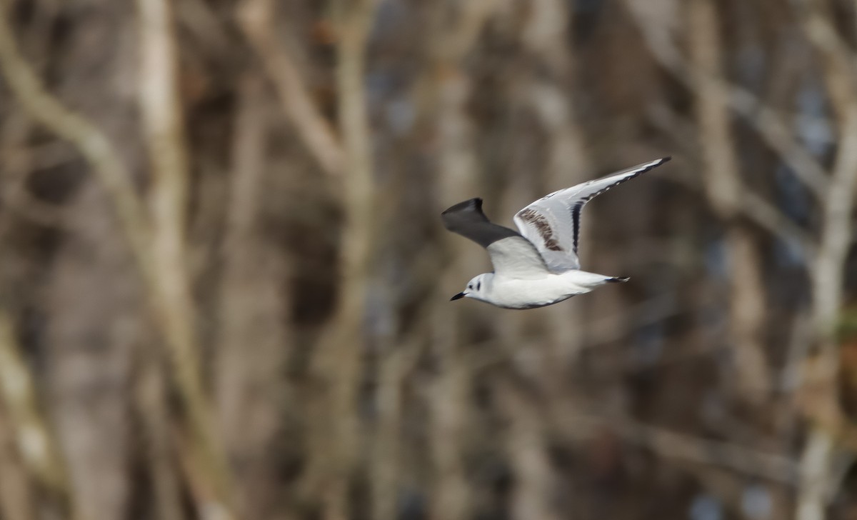 Bonaparte's Gull - ML621804253