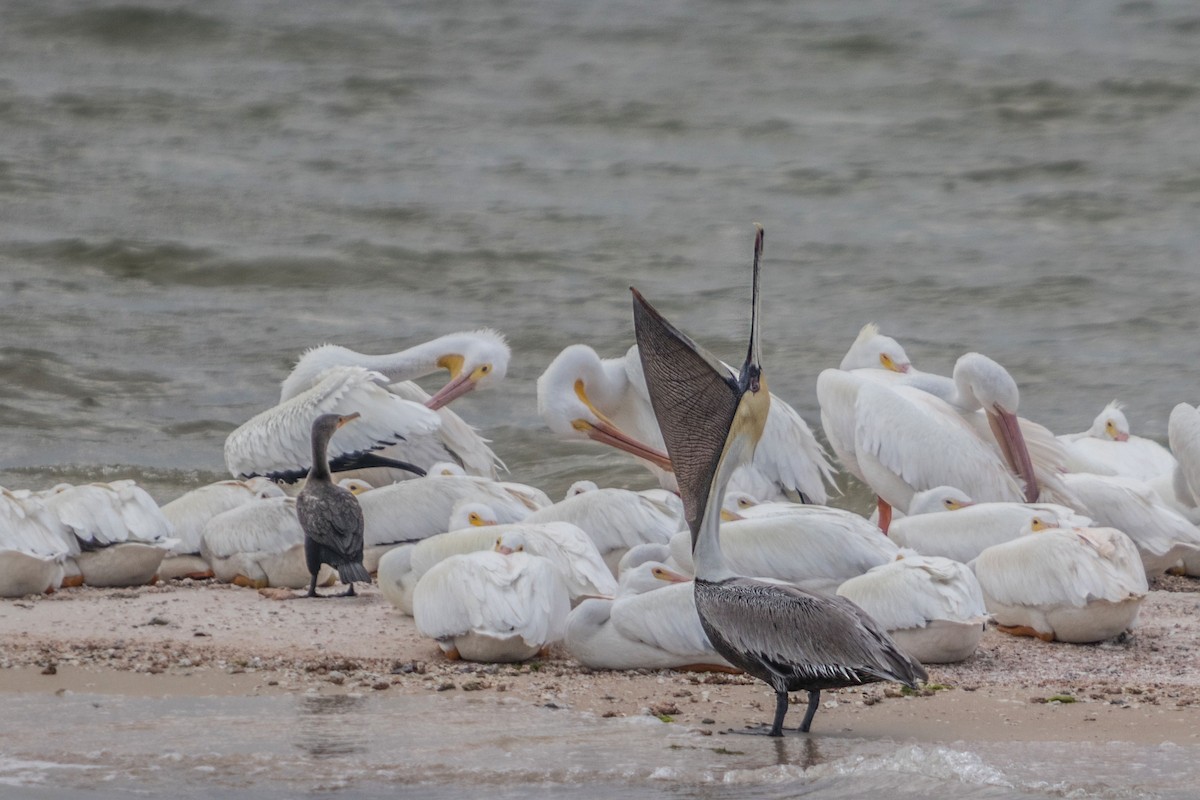 Brown Pelican - ML621804266