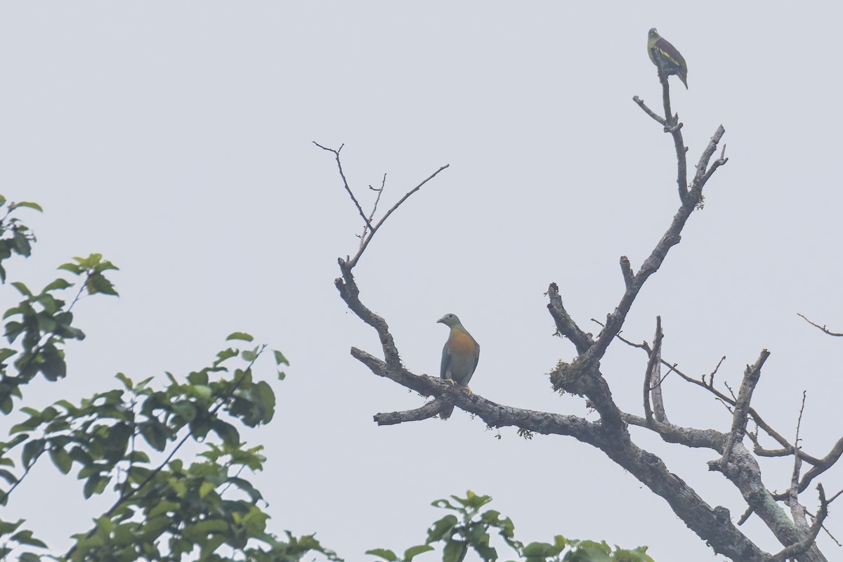 Large Green-Pigeon - ML621804268