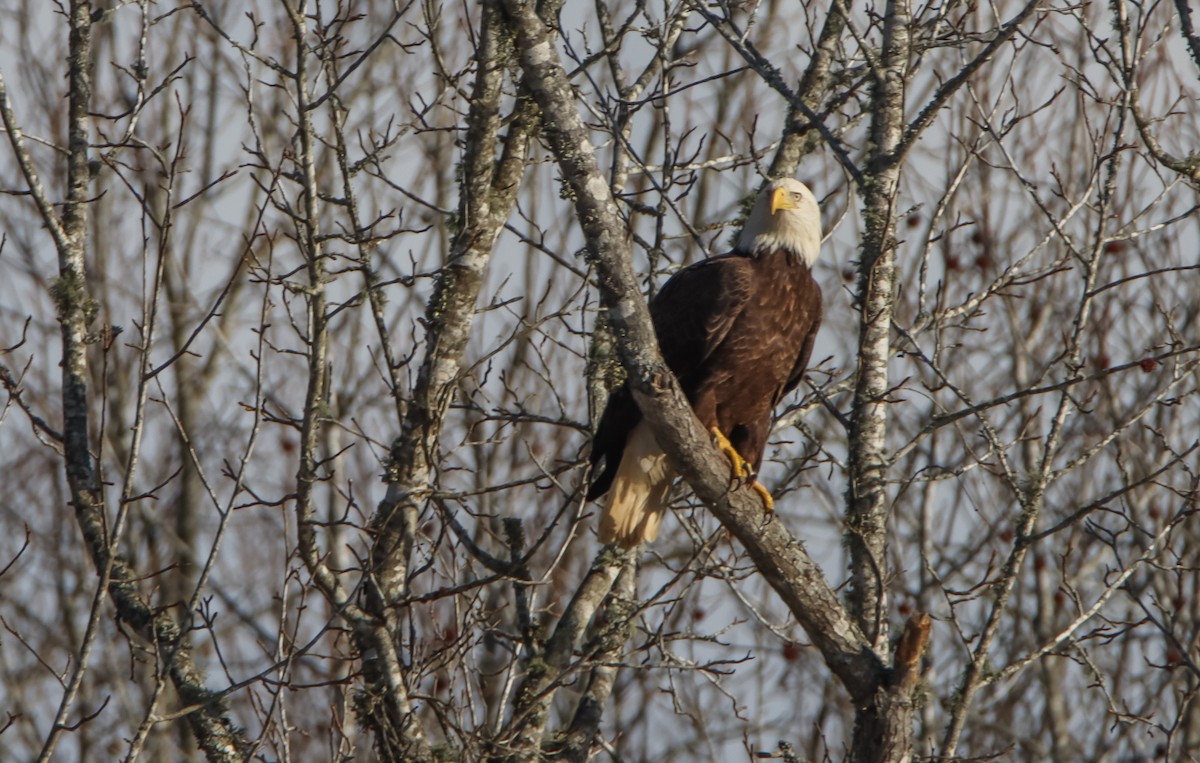 Bald Eagle - ML621804272