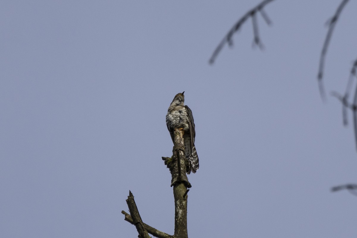 Lesser Cuckoo - ML621804450