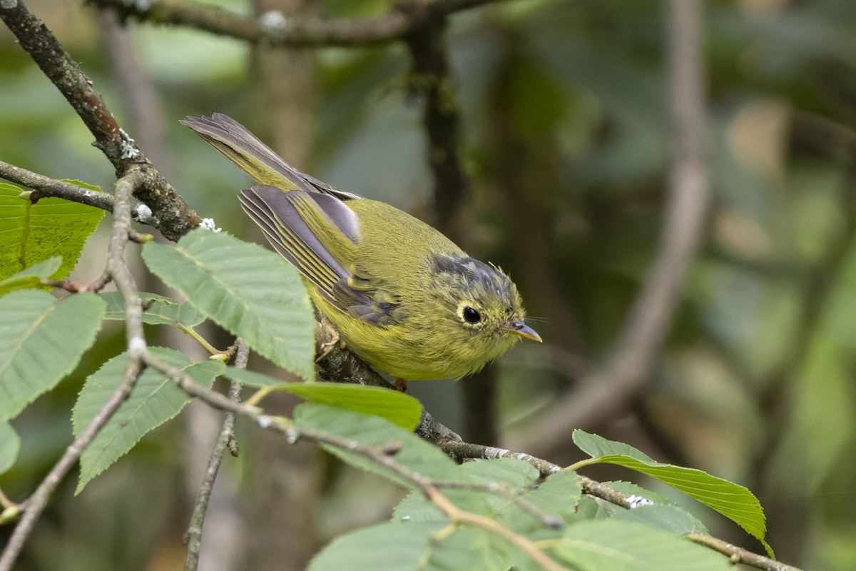 Bianchi's Warbler - ML621804468