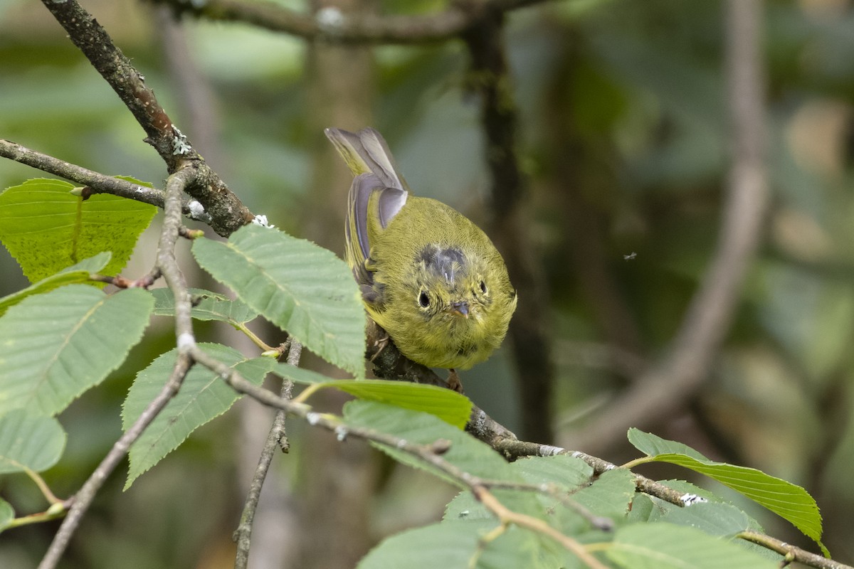 Bianchi's Warbler - ML621804470