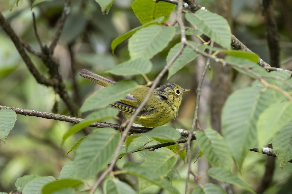 Bianchi's Warbler - ML621804471