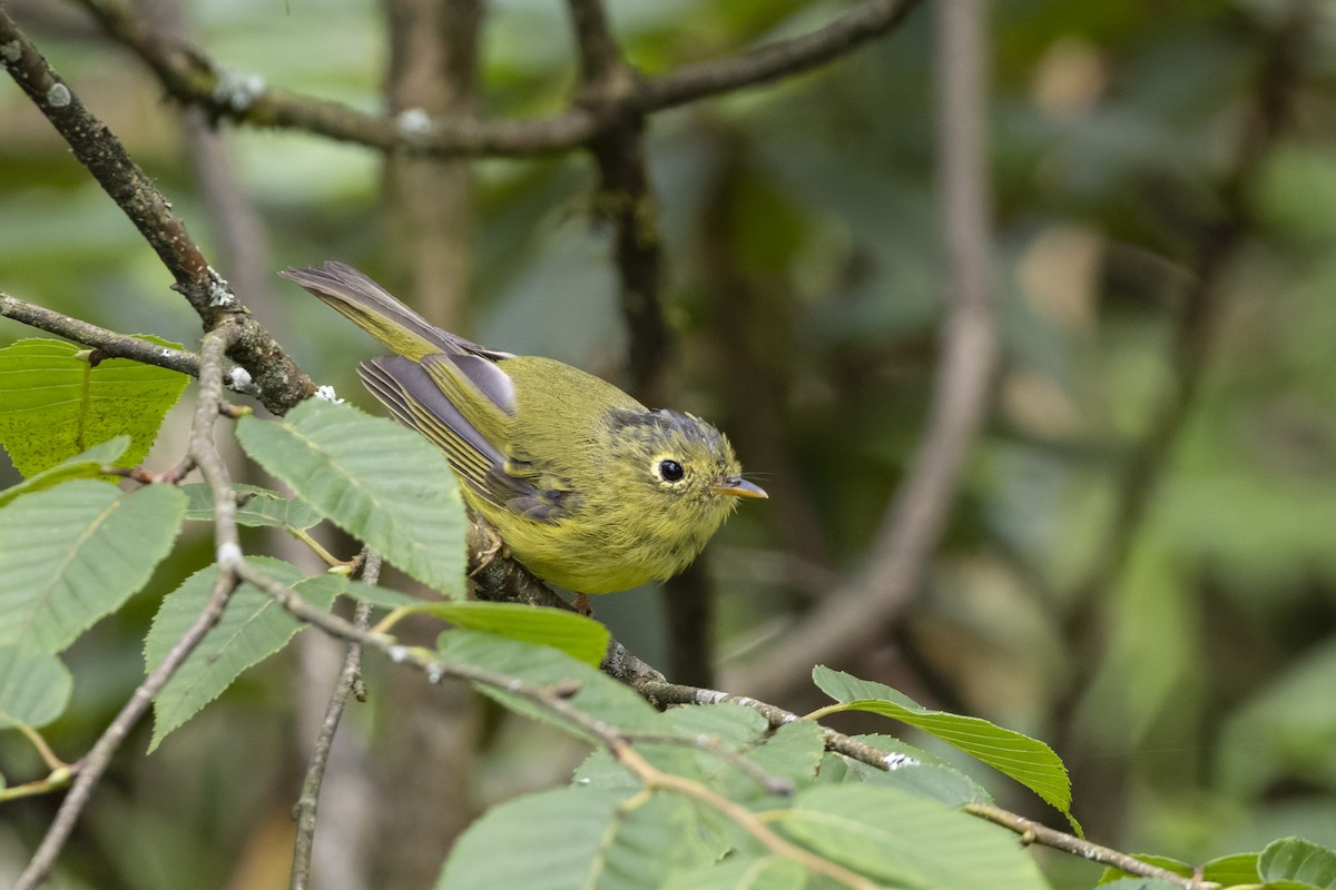 Bianchi's Warbler - ML621804472