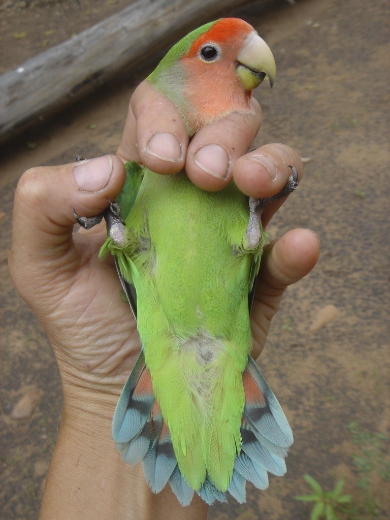 Rosy-faced Lovebird - Ursula Bryson