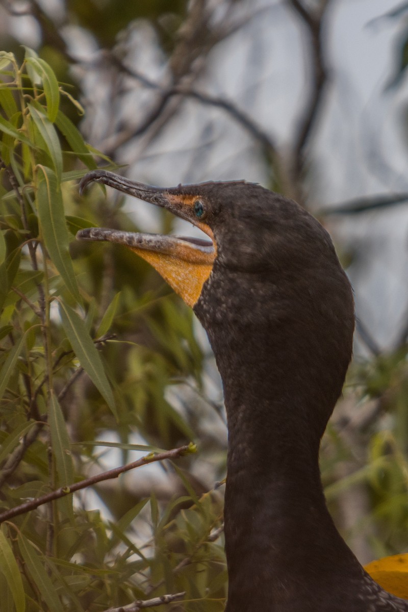 Double-crested Cormorant - ML621804542